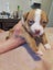 French Bull Mastiff x American Bulldog x Bully Carousel 4