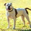 French Bull Mastiff x American Bulldog x Bully Carousel 9