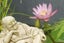 Nymphaea Sp. Lotus, 50 x Seeds, Pink ,Blue, White ***NEW SEASONS*** Carousel 1