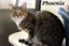 Cats Protection Canterbury - Phoenix and Kyro Carousel 2