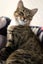 Cats Protection Canterbury - Phoenix and Kyro Carousel 3