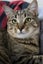 Cats Protection Canterbury - Phoenix and Kyro Carousel 5