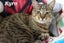 Cats Protection Canterbury - Phoenix and Kyro Carousel 4
