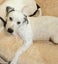 Lily - 4 months, Good with Other Dogs and Cats Carousel 1