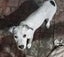 Lily - 4 months, Good with Other Dogs and Cats Carousel 2