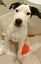 Luna - 4 months, Good with Other Dogs and Cats Carousel 1