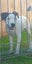 Luna - 4 months, Good with Other Dogs and Cats Carousel 2