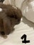 Pure Bread Mini Lop Kits Carousel 3