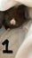 Pure Bread Mini Lop Kits Carousel 4