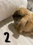 Pure Bread Mini Lop Kits Carousel 7