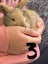 Pure Bread Mini Lop Kits Carousel 9