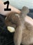 Pure Bread Mini Lop Kits Carousel 5