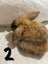 Pure Bread Mini Lop Kits Carousel 8