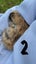 Pure Bread Mini Lop Kits Carousel 6