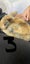 Pure Bread Mini Lop Kits Carousel 10