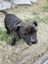 English staffy puppies Carousel 5