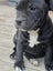 English staffy puppies Carousel 4