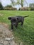 English staffy puppies Carousel 7