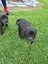 English staffy puppies Carousel 6