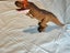 Roaring T-Rex Carousel 2