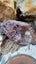 Crystal collection Carousel 15