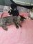 Sweet Kittens Carousel 1
