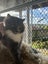 Trixie rescue girl sweet cheeky loving Carousel 11