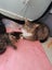 Sweet Kittens Carousel 3