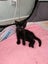 Sweet Kittens Carousel 4