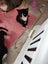Sweet Kittens Carousel 5