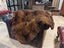 New Single Natural Brown Real NZ Possum Full Fur Throw - No Reserve! - B6596 Carousel 2
