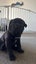 SHAPEI/STAFFY PUPPIES Carousel 4