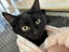 Herlinda: The Quiet Queen of Cuddles - Cat Care Rangiora Carousel 1