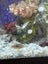 Aquarium 135 litre All Pet Aqua +7 tropical fish Carousel 3