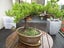 Bonsai Carousel 3