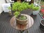 Bonsai Carousel 4