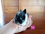 Netherland Dwarf/Mini Lop Rabbit Carousel 5