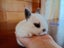 Netherland Dwarf/Mini Lop Rabbit Carousel 9