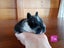 Netherland Dwarf/Mini Lop Rabbit Carousel 6