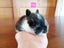 Netherland Dwarf/Mini Lop Rabbit Carousel 4