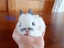 Netherland Dwarf/Mini Lop Rabbit Carousel 3