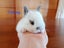 Netherland Dwarf/Mini Lop Rabbit Carousel 7