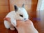 Netherland Dwarf/Mini Lop Rabbit Carousel 8
