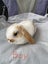 Minilop rabbits Carousel 1