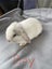 Minilop rabbits Carousel 2