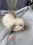 Minilop rabbits Carousel 3