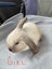 Minilop rabbits Carousel 4