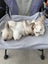 Minilop rabbits Carousel 5