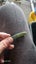 Anita bay pounamu.south westland. Tangiwai cabochon jewellery grade Carousel 5