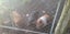 Kune kune pigs Carousel 2